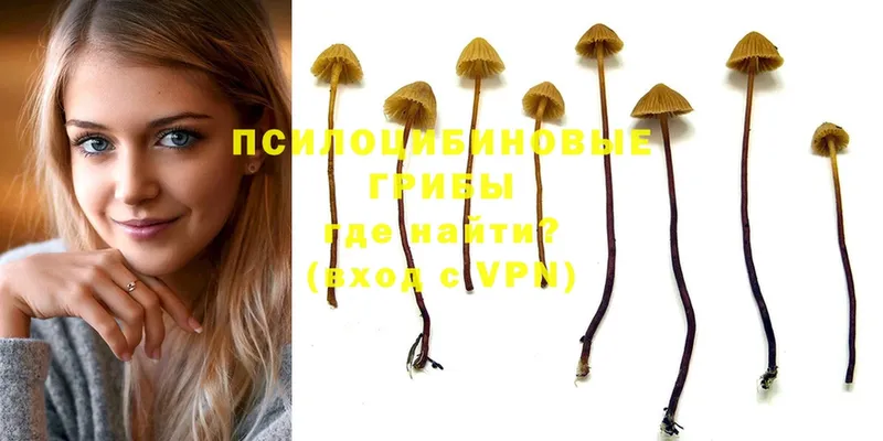 Псилоцибиновые грибы Psilocybe  Фёдоровский 